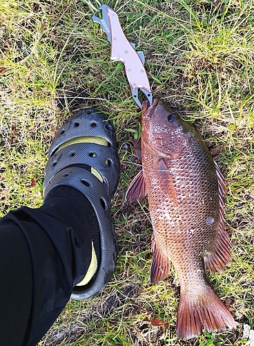 ゴマフエダイの釣果