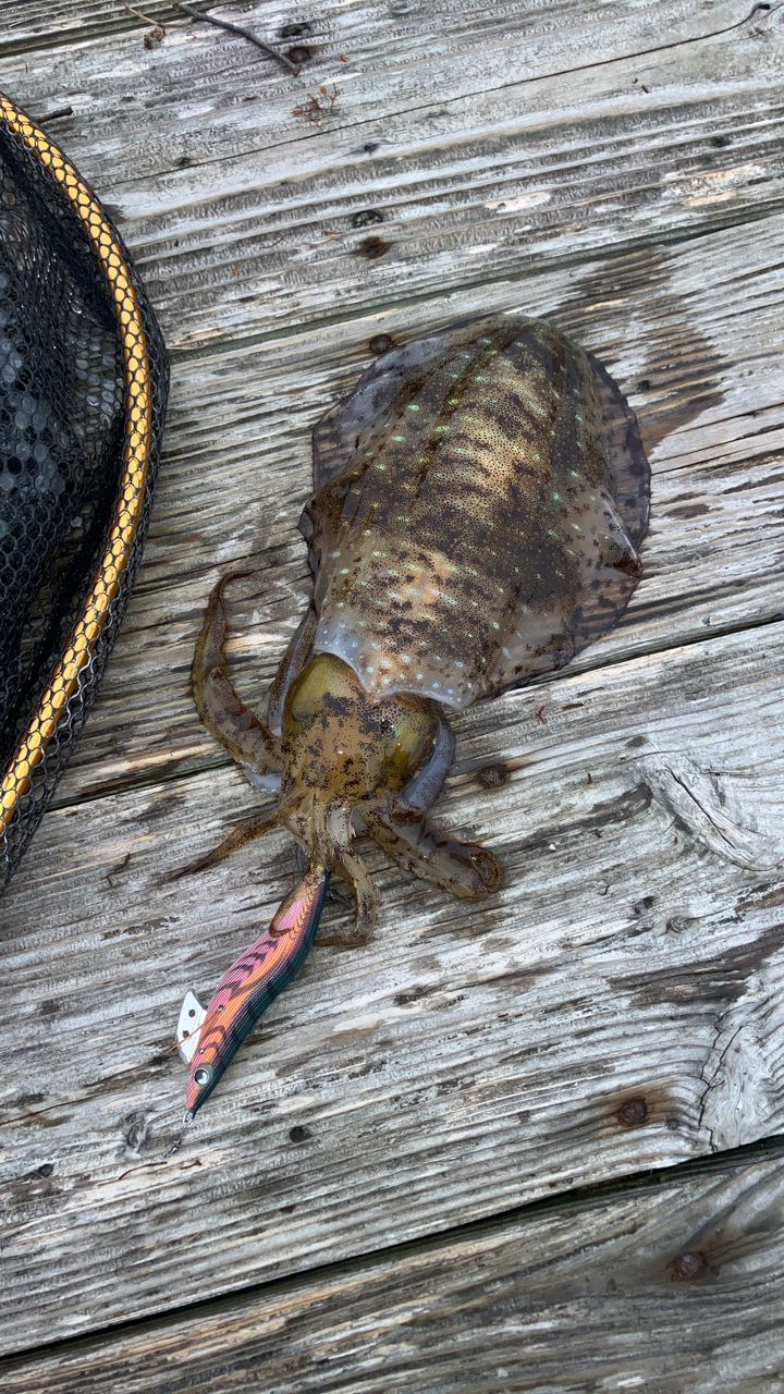 みつ豆さんの釣果 2枚目の画像