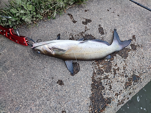 アメリカナマズの釣果