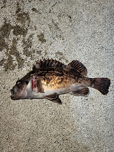 クロソイの釣果