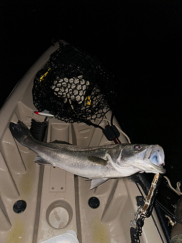 シーバスの釣果