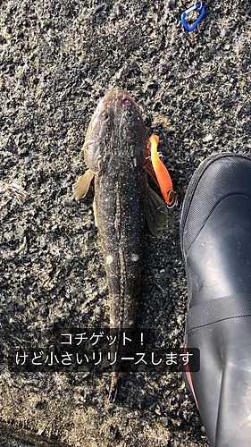 コチの釣果