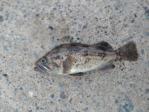 アカメバルの釣果