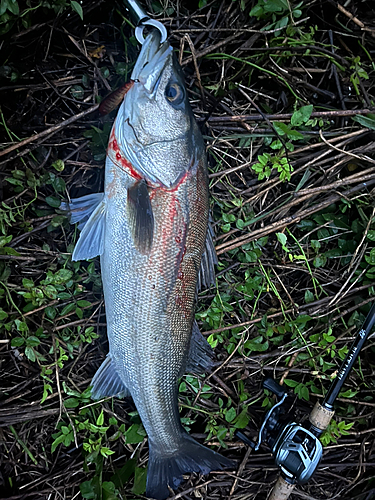 スズキの釣果