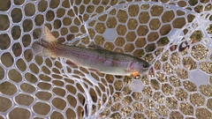レインボートラウトの釣果