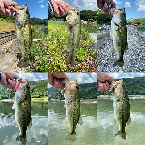 ブラックバスの釣果