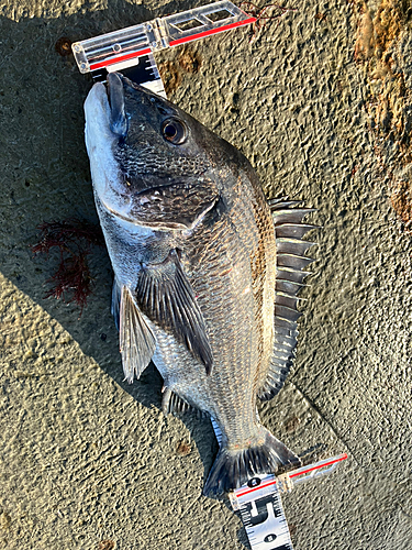 クロダイの釣果