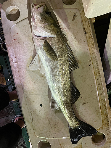 シーバスの釣果