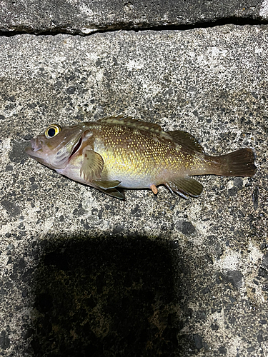 エゾメバルの釣果