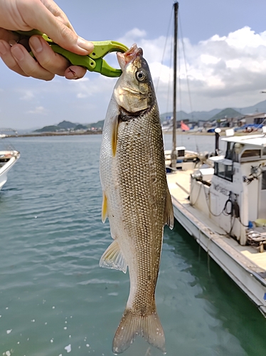 マルタウグイの釣果