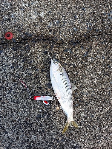 コノシロの釣果