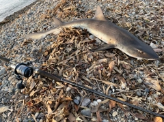 ドチザメの釣果