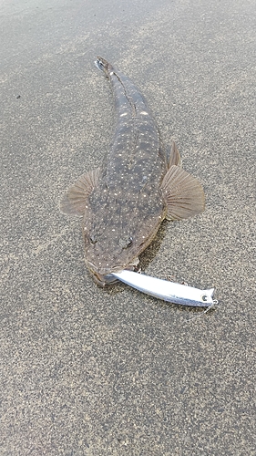 マゴチの釣果