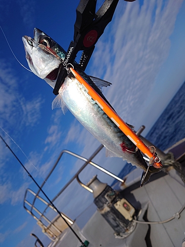 マサバの釣果