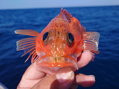 ユメカサゴの釣果