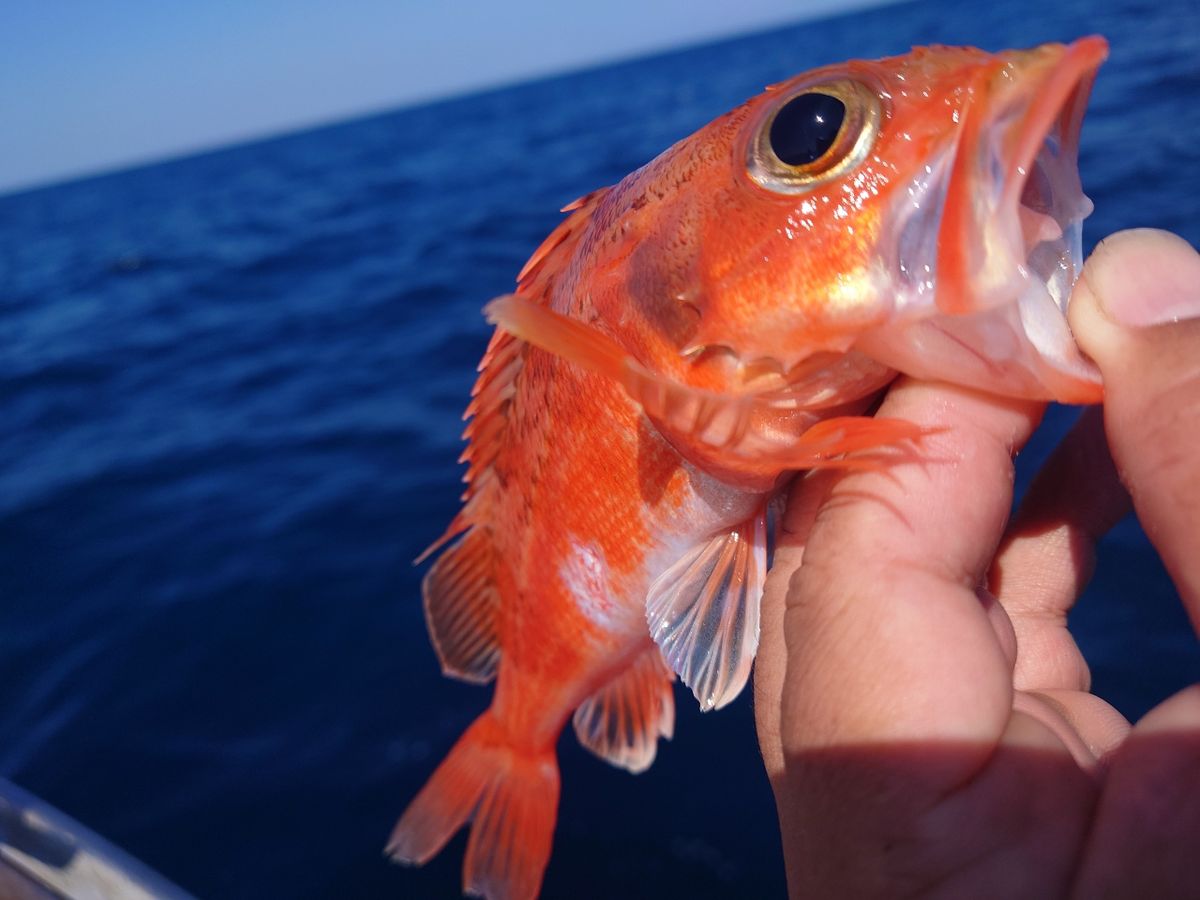 ピストン西村さんの釣果 2枚目の画像