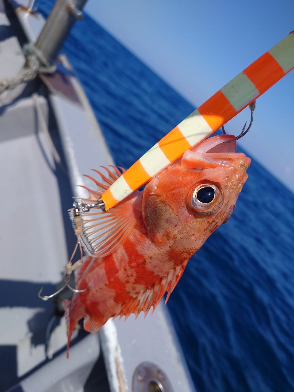 ピストン西村さんの釣果 3枚目の画像