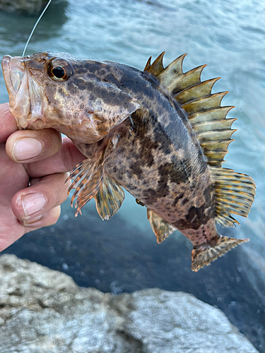 メバルの釣果