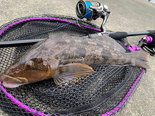 アイナメの釣果