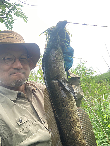 ライギョの釣果