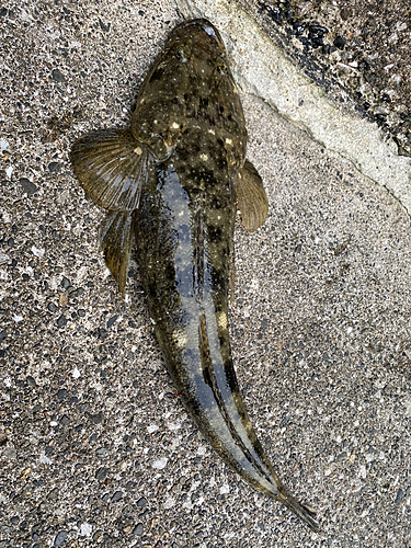 マゴチの釣果