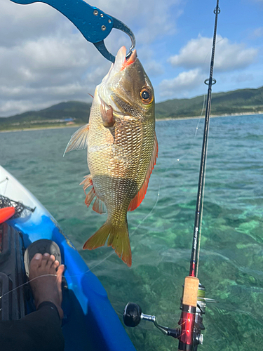 クチナジの釣果