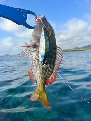 クチナジの釣果