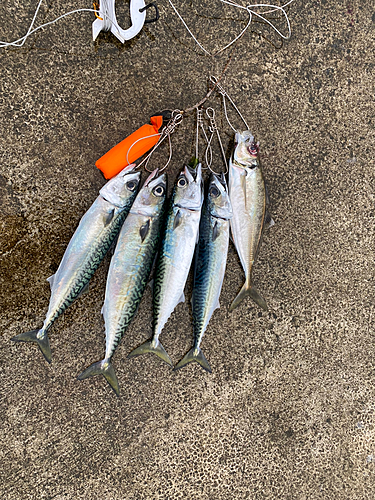 サバの釣果