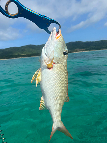 ムネアカクチビの釣果