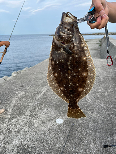 ソゲの釣果