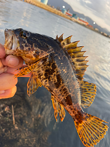 メバルの釣果