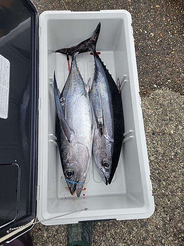 ビンチョウマグロの釣果