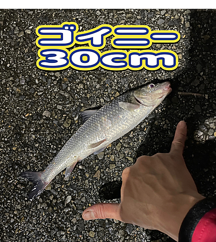 ニゴイの釣果