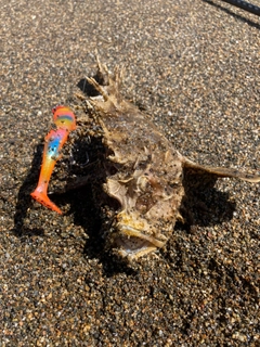 オニオコゼの釣果