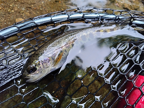 ニジマスの釣果