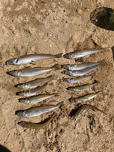 シロギスの釣果