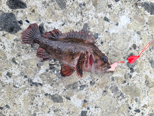 ムラソイの釣果