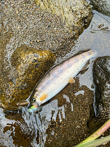 イワナの釣果