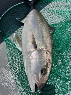 カンパチの釣果