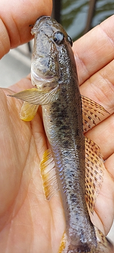 マハゼの釣果