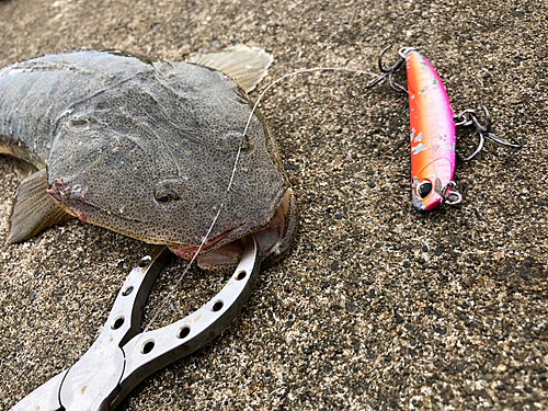 マゴチの釣果