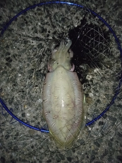 コウイカの釣果