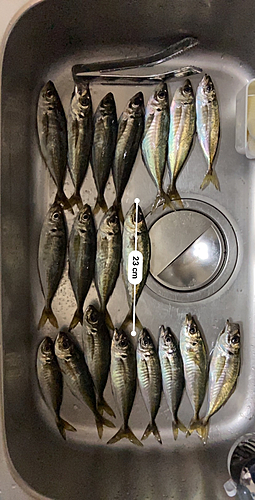 アジの釣果