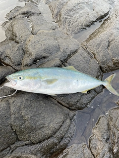 イナダの釣果