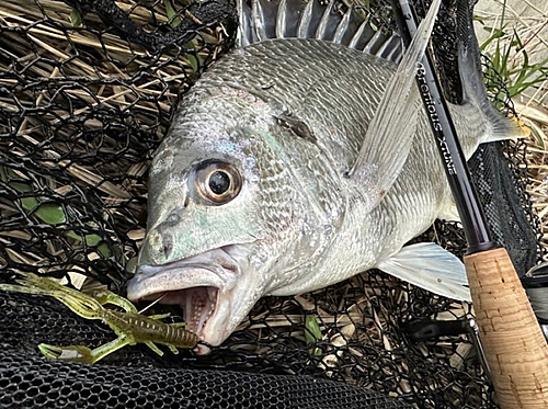 キビレの釣果