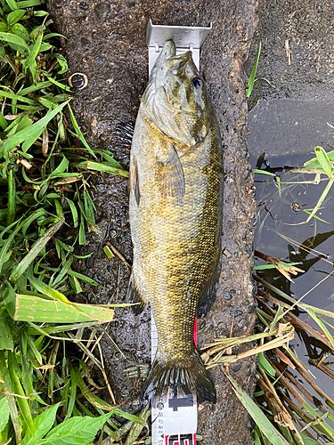 スモールマウスバスの釣果