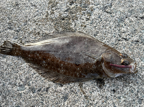 ミズクサガレイの釣果