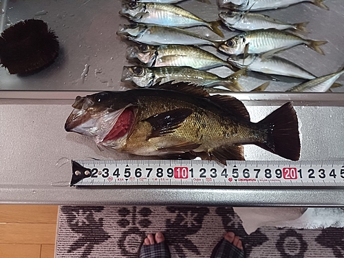 メバルの釣果