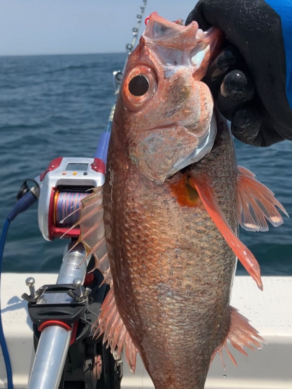 みつ隊長さんの釣果 2枚目の画像