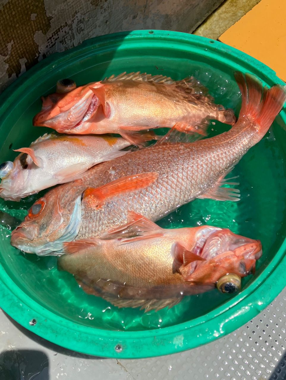 みつ隊長さんの釣果 3枚目の画像